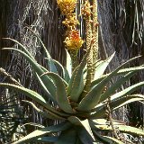 Aloe speciosa ©JLcoll.371.jpg